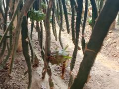 -呀路古热带植物园