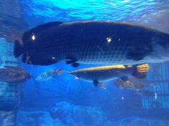 -烟台海昌鲸鲨海洋公园