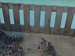 -栾川竹海野生动物园