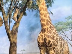 -陕西自然博物馆