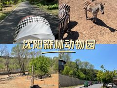 -沈阳森林动物园