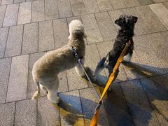 -瑞鹏宠物医院·爱宠堂(环西分院)