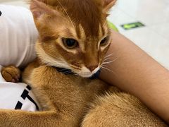-北京观赏动物医院·24小时大型综合·猫专科·异宠专科