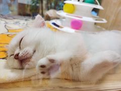 -屋虎猫馆(宝安大仟里店)