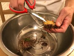 鲜海胆-海胆小馆(东北水饺·春柳店)