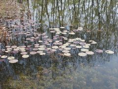 -微山湖红荷湿地景区