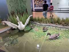 -溱湖国家湿地公园