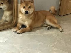 -Goku PET SHOP宠物视觉生活馆(双井店)
