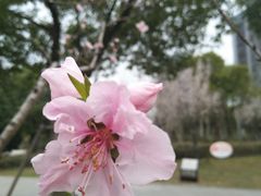 景点-南翔镇银翔湖公园