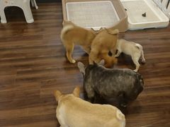 -柯斗斗主题餐厅·狗咖·围炉煮茶·茶饮(国瑞升平里店)