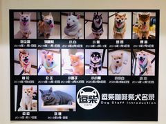 -逗柴咖啡屋·狗咖猫咖宠物桌游