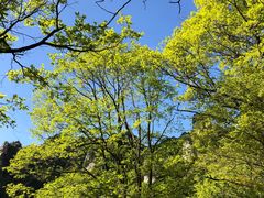 -王顺山国家森林公园