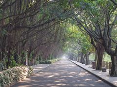 -大湾区中央湿地公园
