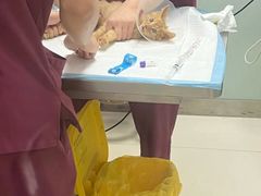 -纳吉亚猫专科动物医院博雅分院