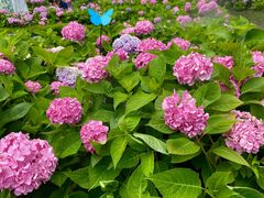 -上海共青森林公园