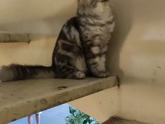 -BeauTea水仙(coco park店)