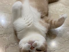-70cat德文卷毛猫·缅因猫纯种猫舍