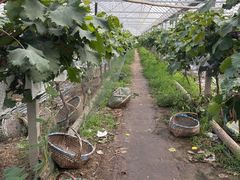 -马陆小张葡萄园农家乐