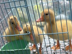 -青石桥花鸟鱼虫市场(叠翠城店)