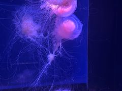 -欢乐海岸海洋奇梦馆