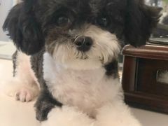 -读宠于你·约克夏比熊·睫角守宫·爬宠售卖(高新店)