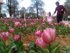 -松山湖南湖湾露营营地