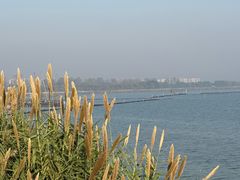 -贡湖湾湿地公园