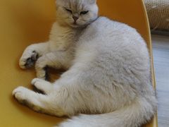 -藏猫猫咖啡主题馆(中央大道店)