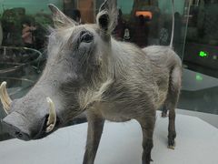 -国家自然博物馆