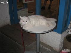 -Babycat私家御饼屋(龙头路一店)