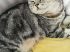 -喵的天空名猫咖啡馆·撸猫·猫舍·用品