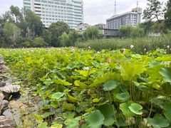-莲湖公园