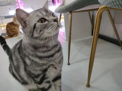 -糯米喵星人·撸猫猫舍咖啡馆(西市场嘉华店)