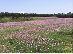 -武汉紫薇都市田园