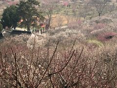 -香雪海