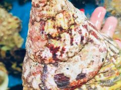 -三亚火车头万人海鲜广场