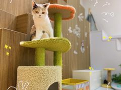 -COLOR PETS 撸猫馆·购猫·猫咖(长风大悦城店)