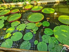 -国家植物园南园