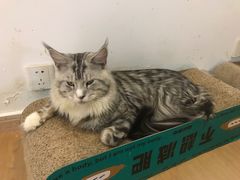 -猫在这儿猫咪咖啡馆·撸猫馆