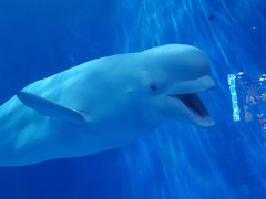 -多彩贵州城极地海洋世界