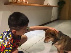 -柴务处·柴犬主题狗咖