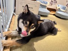 -逗柴咖啡屋·狗咖猫咖宠物桌游