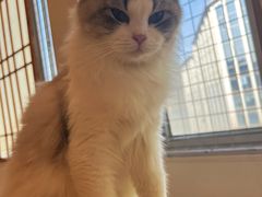 -Let's go狗咖·猫咖·奶狗·桌游(春熙路IFS店)