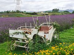 -紫颐香薰山谷景区