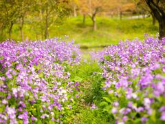 -花开海上生态园