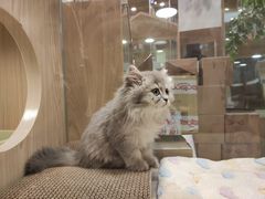 -屋虎猫馆(宝安大仟里店)