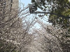 -高东镇樱花园
