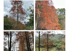 -深圳市中科院仙湖植物园