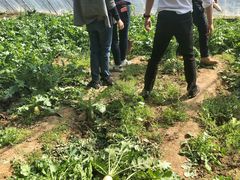 -意大利农场度假村