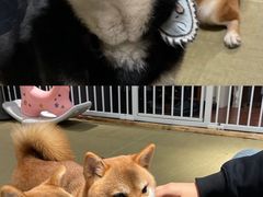 -逗柴咖啡屋·狗咖猫咖宠物桌游